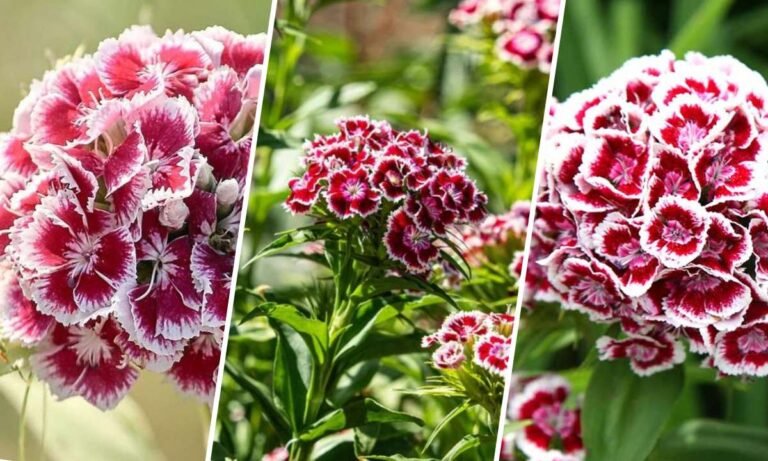 sweet william flower meaning