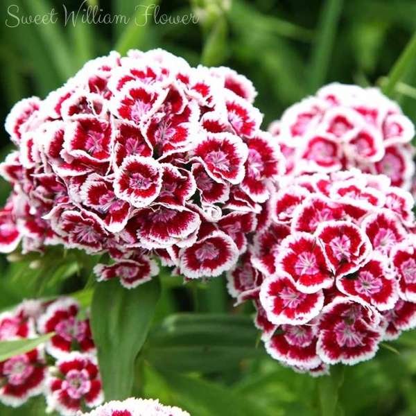 sweet william flower meaning