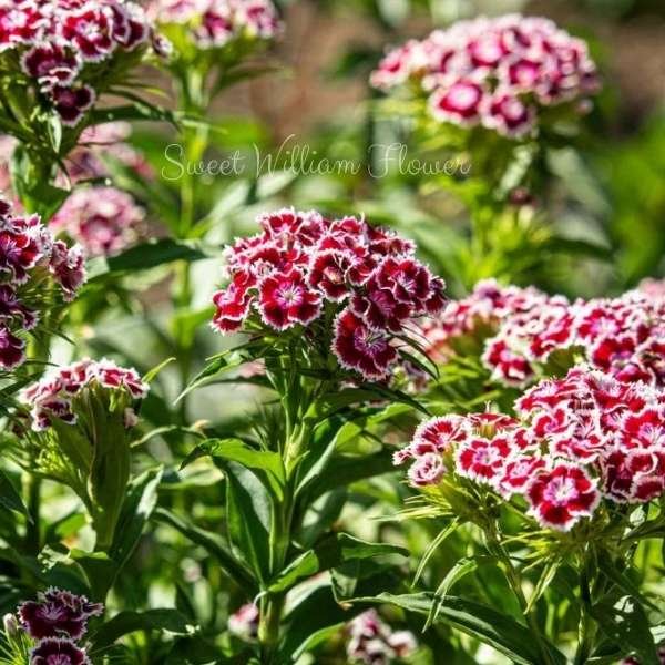 sweet william flower meaning