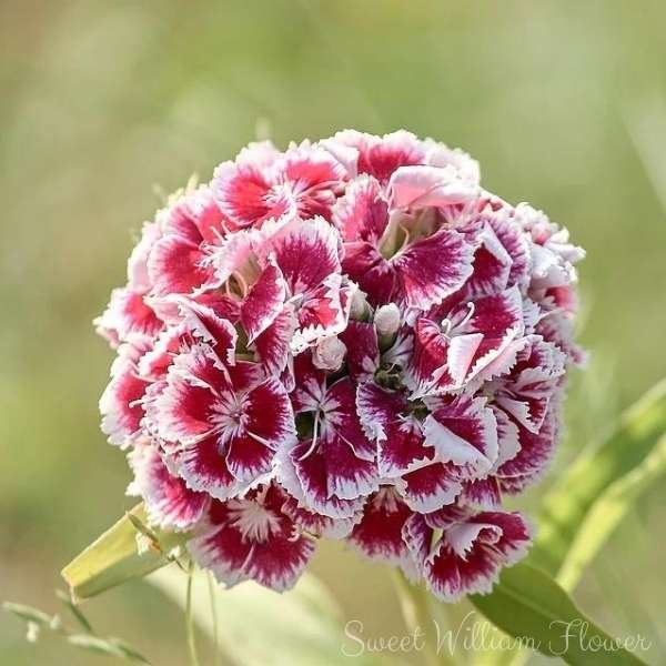 sweet william flower meaning