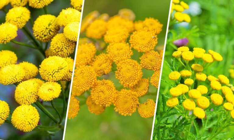 tansy flower meaning