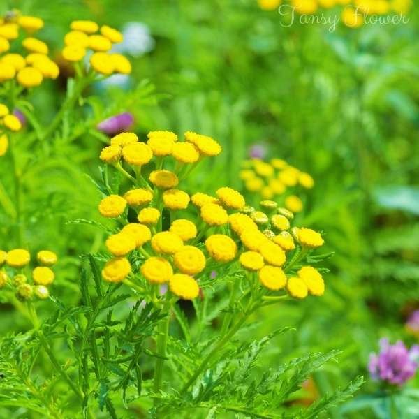 tansy flower meaning