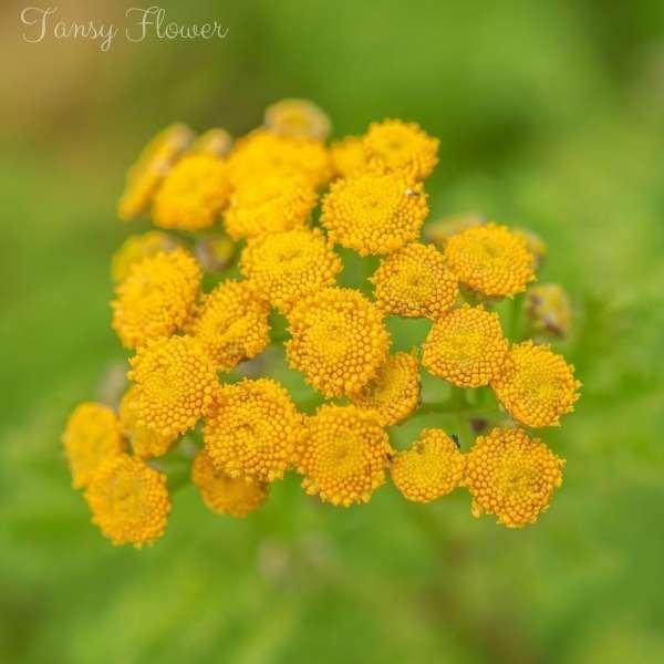 tansy flower meaning