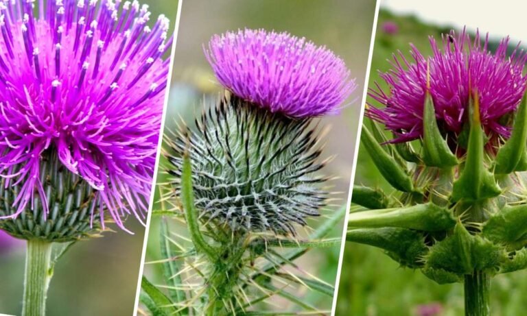 thistle flower meaning