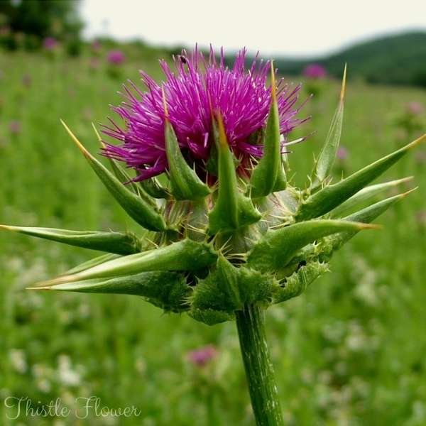 thistle flower meaning