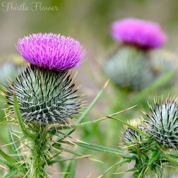 thistle flower meaning