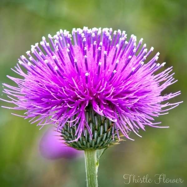 thistle flower meaning