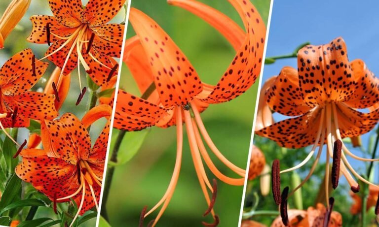 tiger lily flower meaning