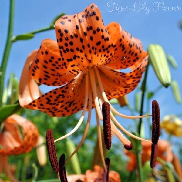 tiger lily flower meaning