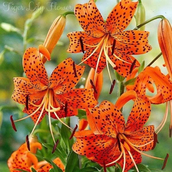 tiger lily flower meaning