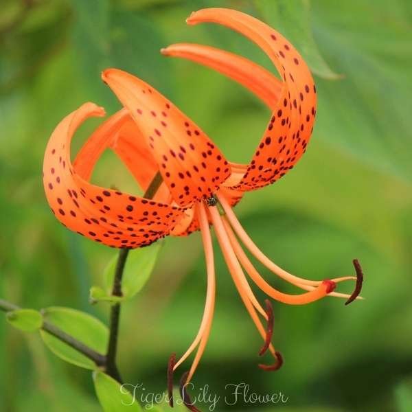 tiger lily flower meaning
