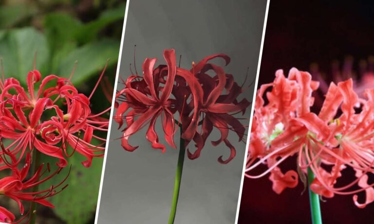 tokyo ghoul flower meaning