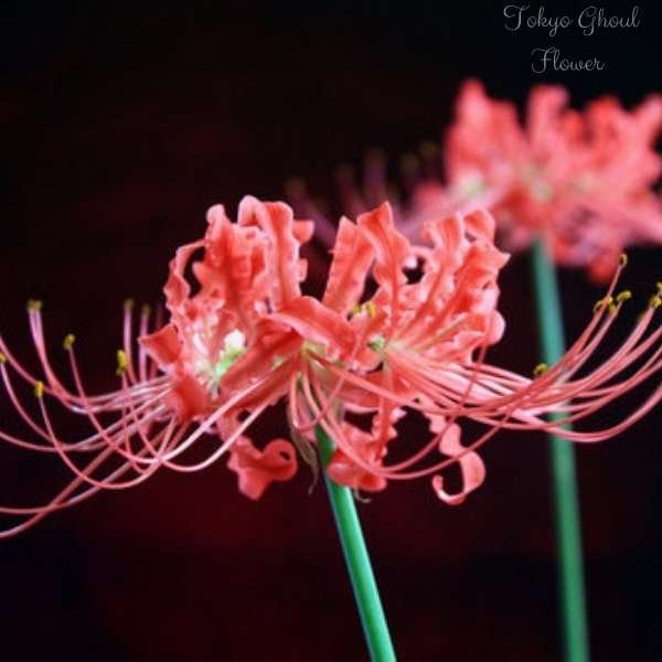 tokyo ghoul flower meaning