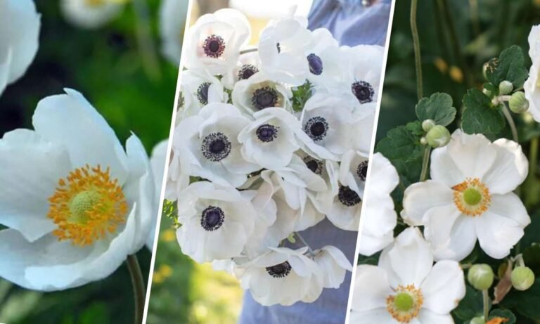 white anemone flower meaning