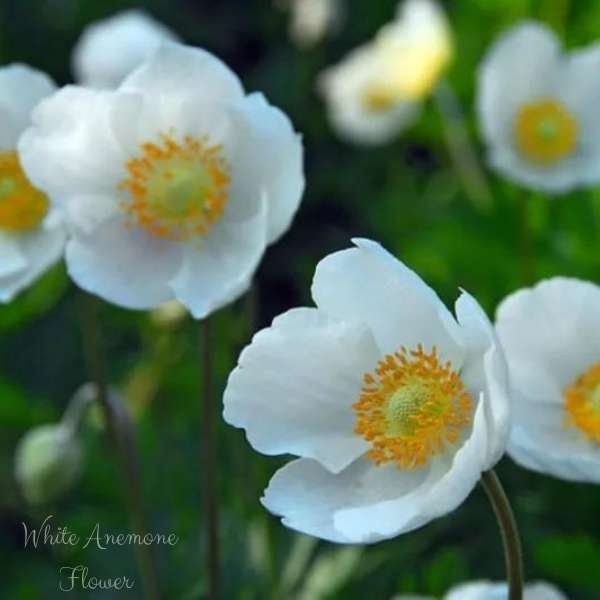 white anemone flower meaning