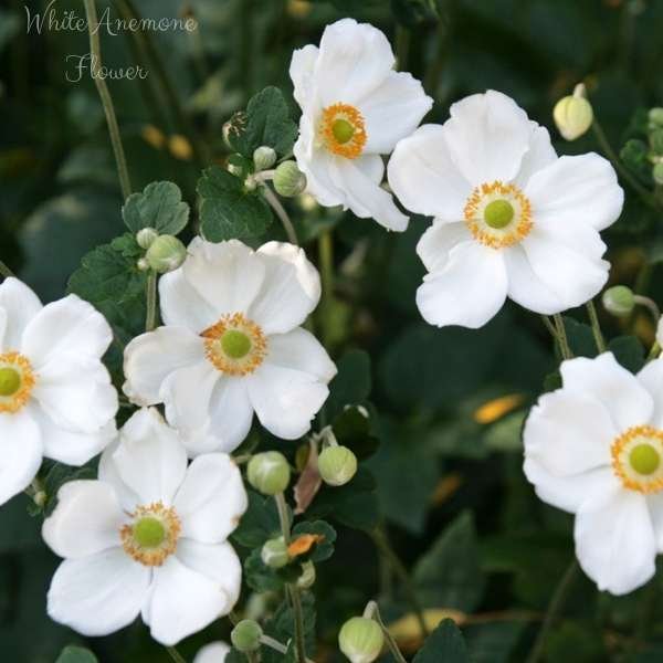 white anemone flower meaning