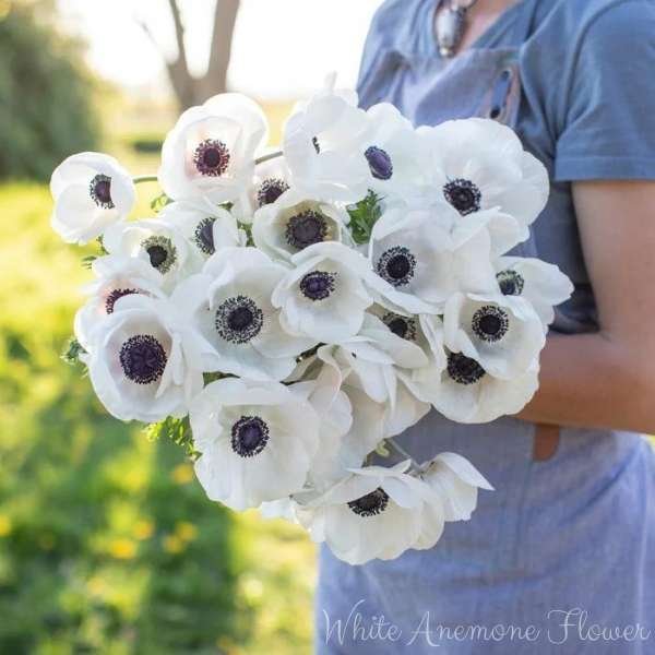 white anemone flower meaning