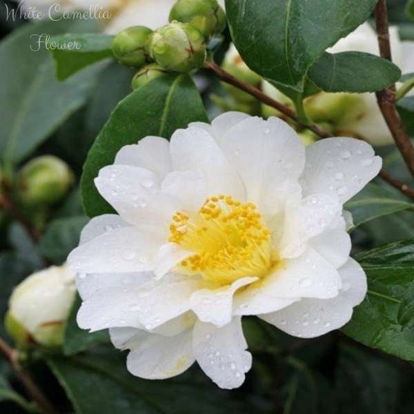 white camellia flower meaning