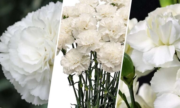 white carnation flower meaning