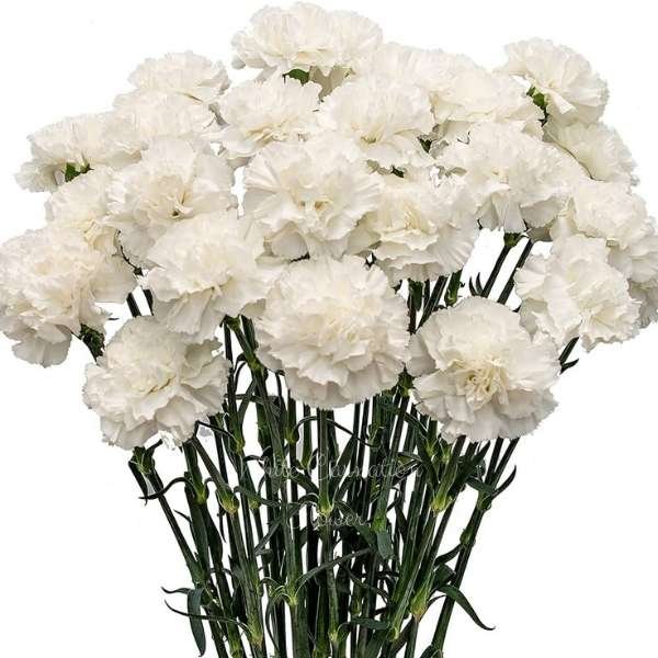 white carnation flower meaning