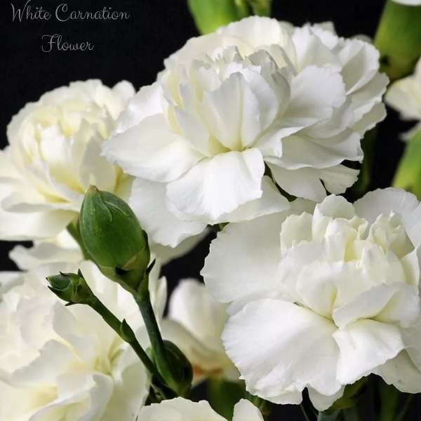 white carnation flower meaning