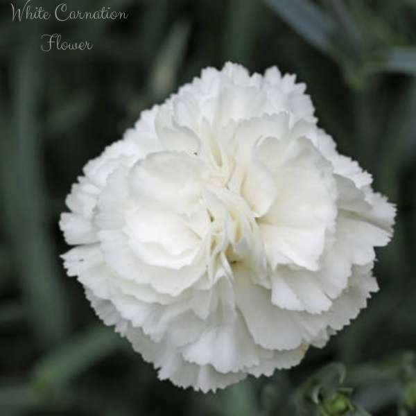 white carnation flower meaning