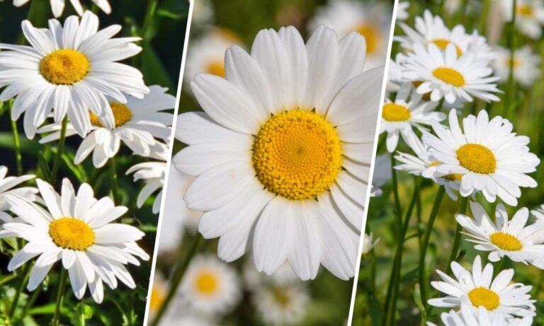 white daisy flower meaning