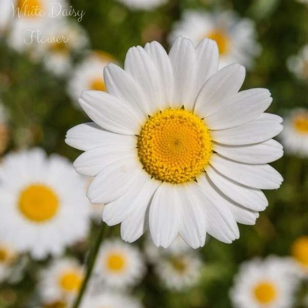 white daisy flower meaning