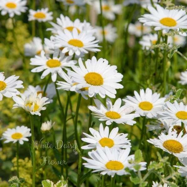white daisy flower meaning