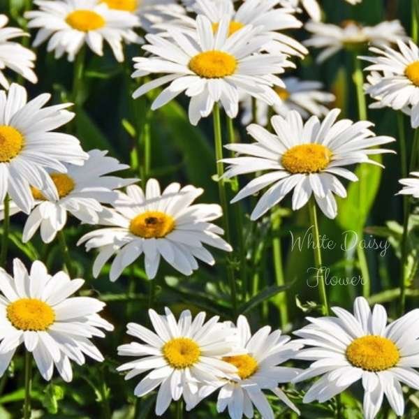white daisy flower meaning
