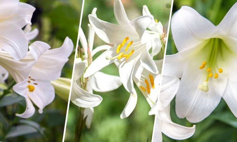 white lily flower meaning