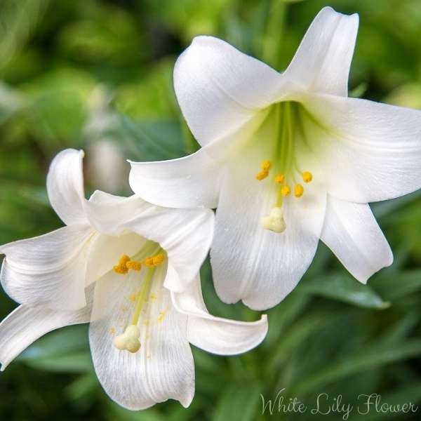 white lily flower meaning