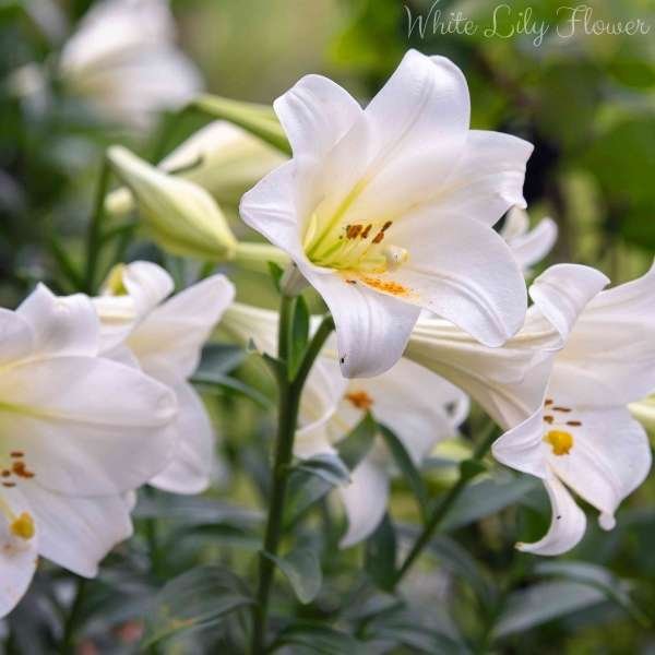 white lily flower meaning