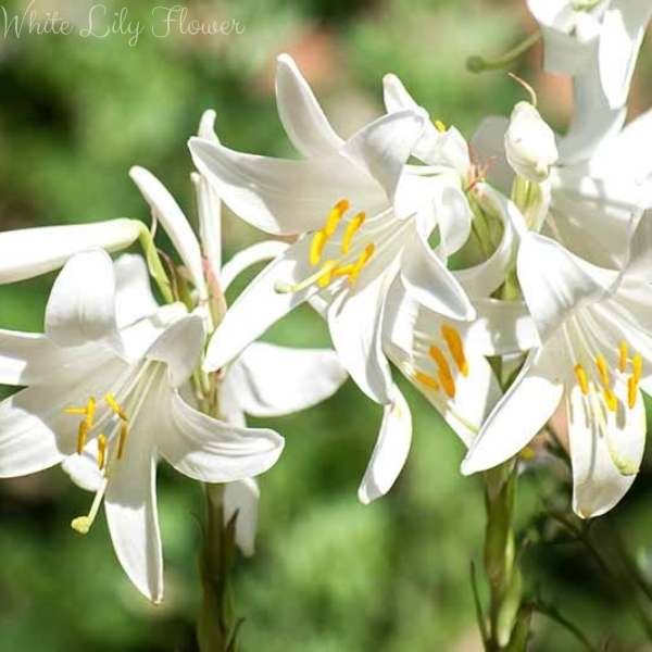 white lily flower meaning