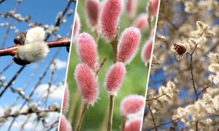 willow flower meaning