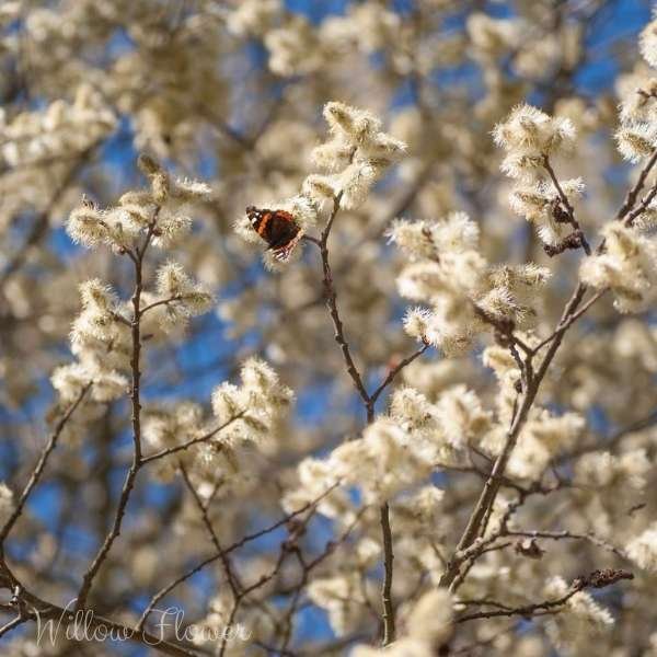 willow flower meaning