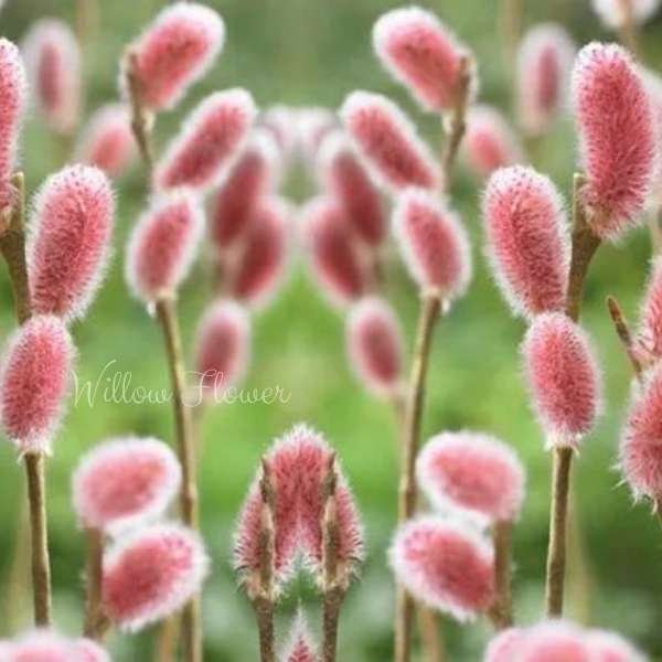 willow flower meaning