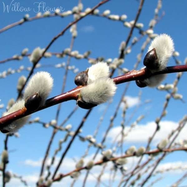 willow flower meaning