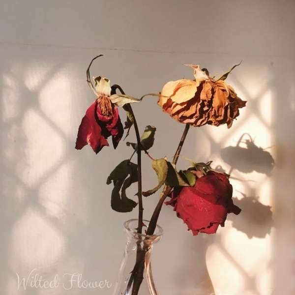 wilted flower meaning