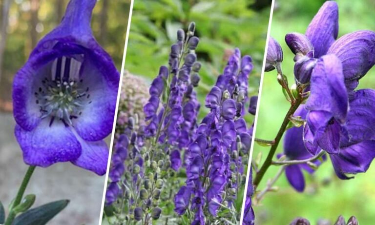 wolfsbane flower meaning