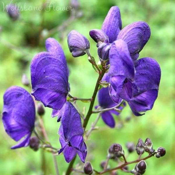 wolfsbane flower meaning