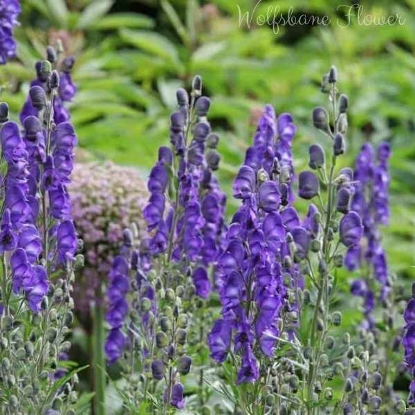 wolfsbane flower meaning