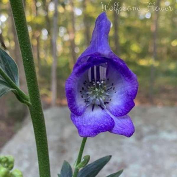 wolfsbane flower meaning