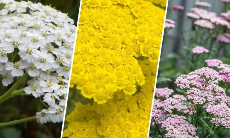yarrow flower meaning