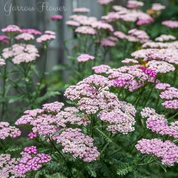 yarrow flower meaning