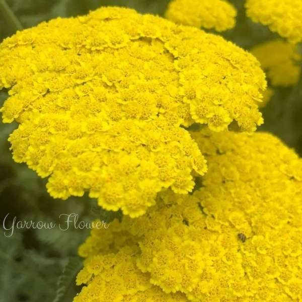 yarrow flower meaning