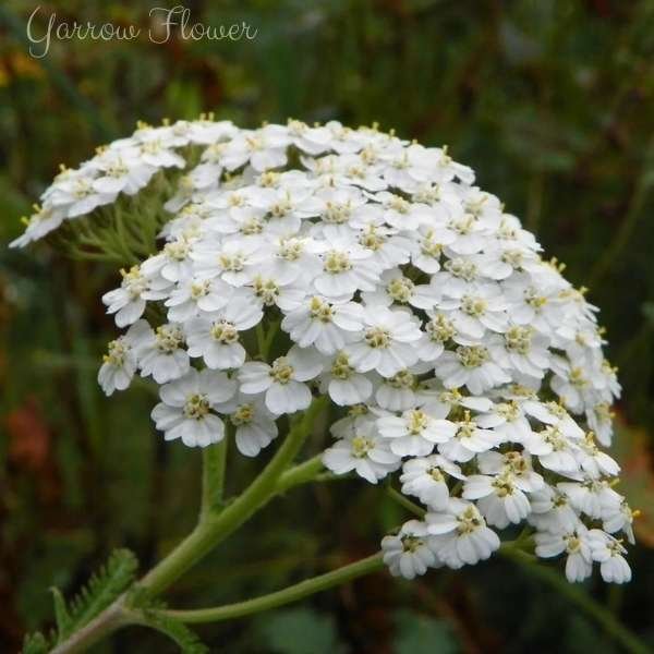 yarrow flower meaning