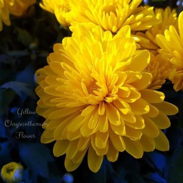 yellow chrysanthemum flower meaning