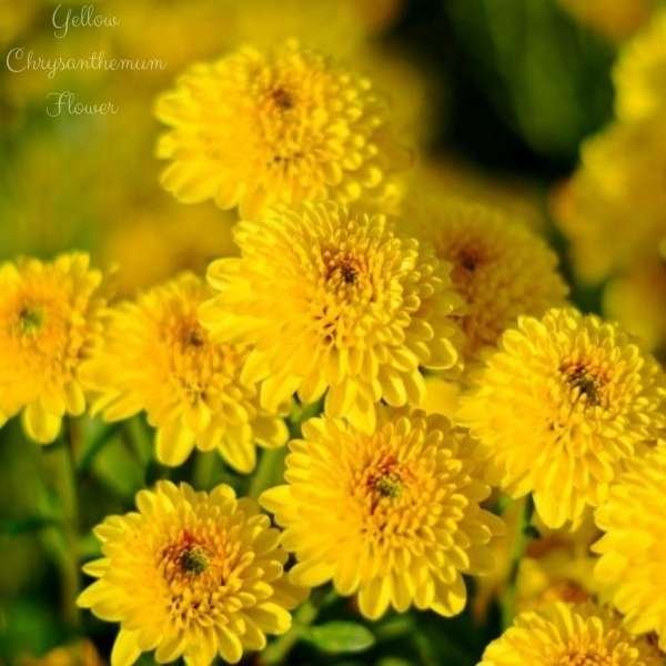 yellow chrysanthemum flower meaning